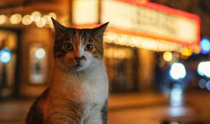 CatVideoFest 2026