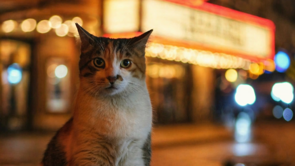 CatVideoFest 2026
